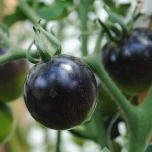 Tomate - American Blue - Bio
